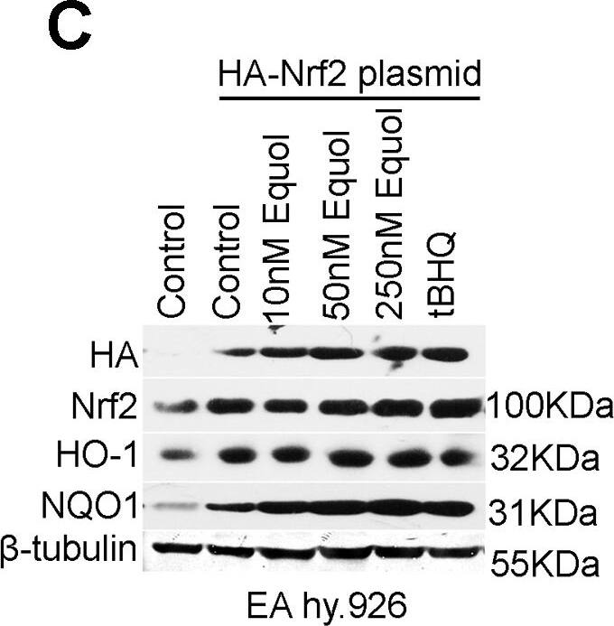 NQO-1 Antibody (A180)