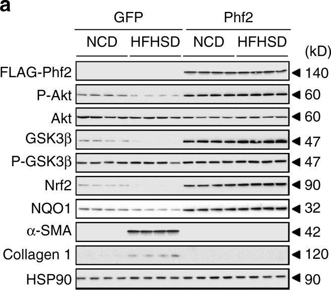 NQO-1 Antibody (A180)