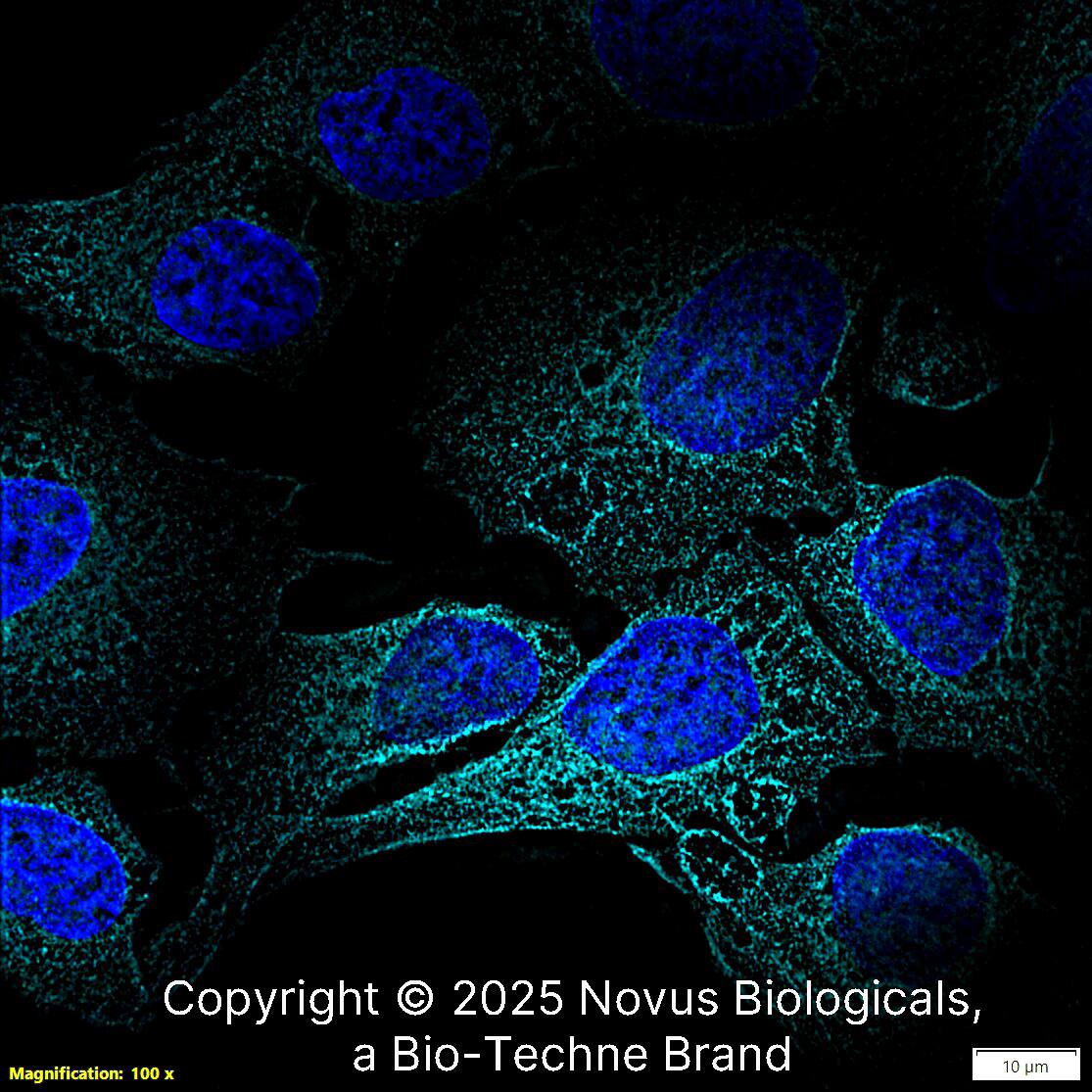 NQO-1 Antibody (A180) [DyLight 650]
