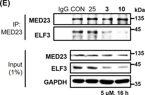 MED23 Antibody - BSA Free
