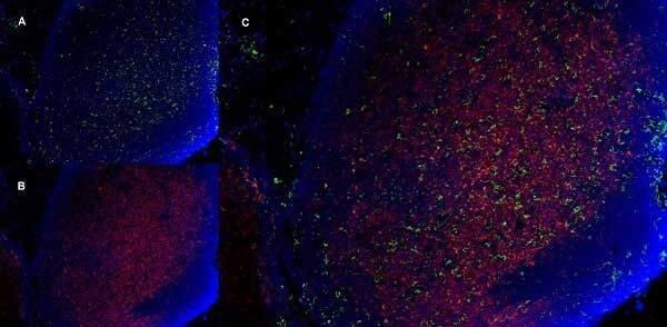 CD8 Antibody (YTS105.18) - BSA Free Immunocytochemistry/ Immunofluorescence: CD8 Antibody (YTS105.18) - BSA Free [NB200-578] -