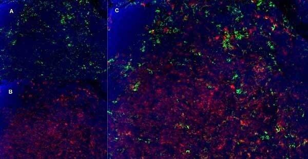 CD8 Antibody (YTS105.18) - BSA Free Immunocytochemistry/ Immunofluorescence: CD8 Antibody (YTS105.18) - BSA Free [NB200-578] -