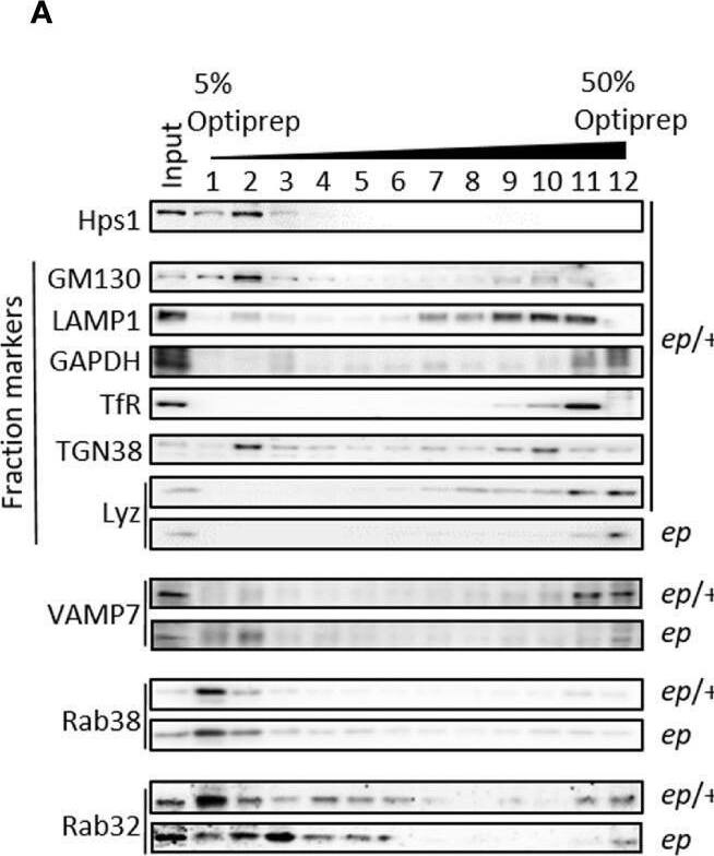 TfR (Transferrin R) Antibody (OX26) - BSA Free