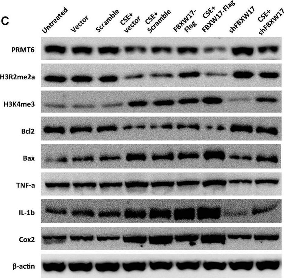 Histone H3 [Asym-dimethyl Arg2] Antibody - BSA Free