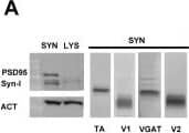 Synapsin I Antibody