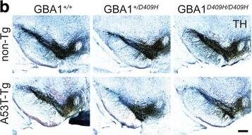 Tyrosine Hydroxylase Antibody