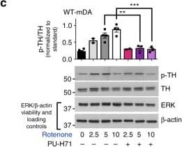 Tyrosine Hydroxylase Antibody