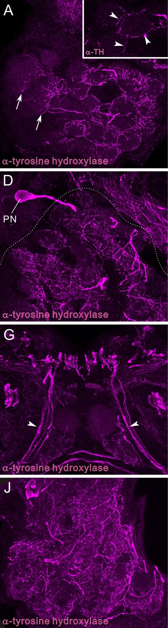 Tyrosine Hydroxylase Antibody