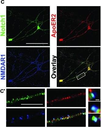 NMDAR1 Antibody (R1JHL) - Azide and BSA Free