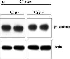 NK1R Antibody - BSA Free