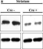 NK1R Antibody - BSA Free