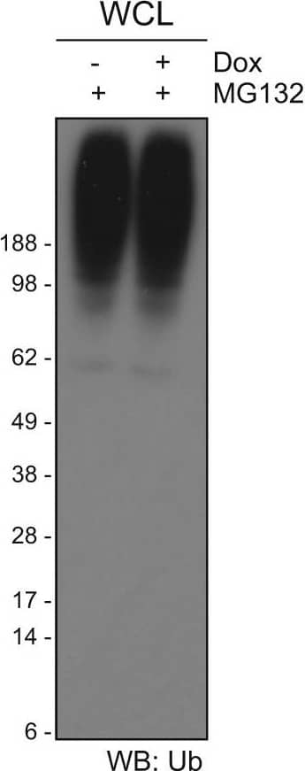 Ubiquitin Antibody (Ubi-1) - BSA Free (NB300-130) by Novus
