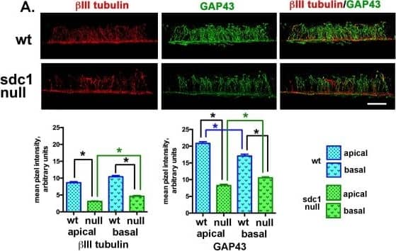 GAP-43 Antibody