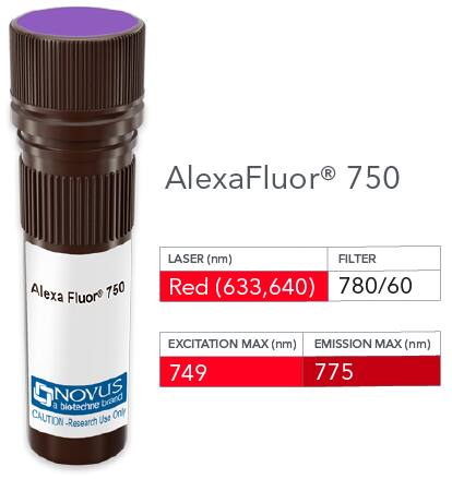 GAP-43 Antibody [Alexa Fluor® 750]