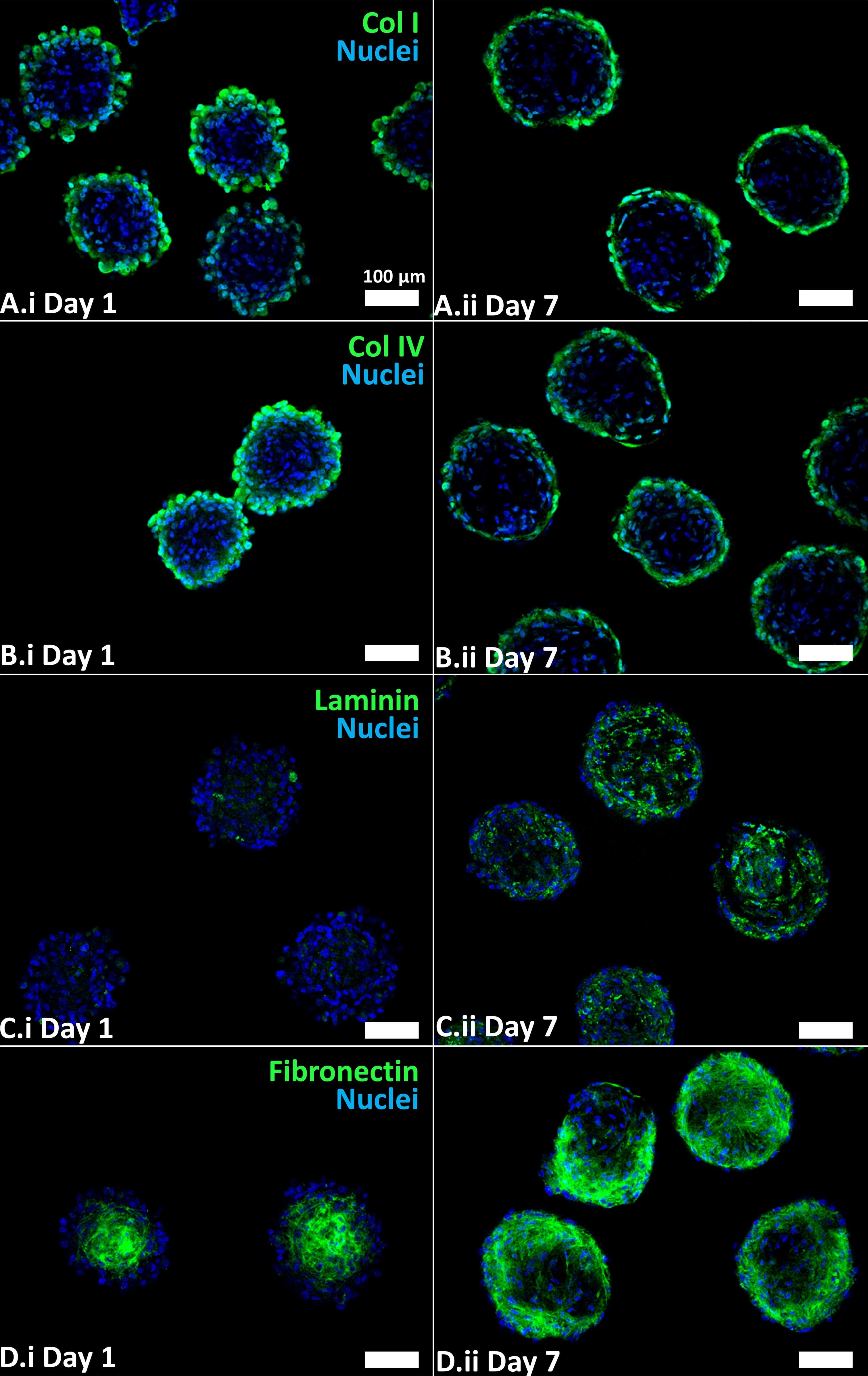 Laminin Antibody [Alexa Fluor® 488]