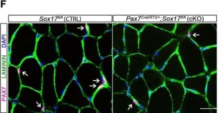 Laminin Antibody [Alexa Fluor® 647]