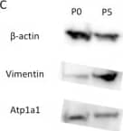 Sodium Potassium ATPase Alpha 1 Antibody (464.6)