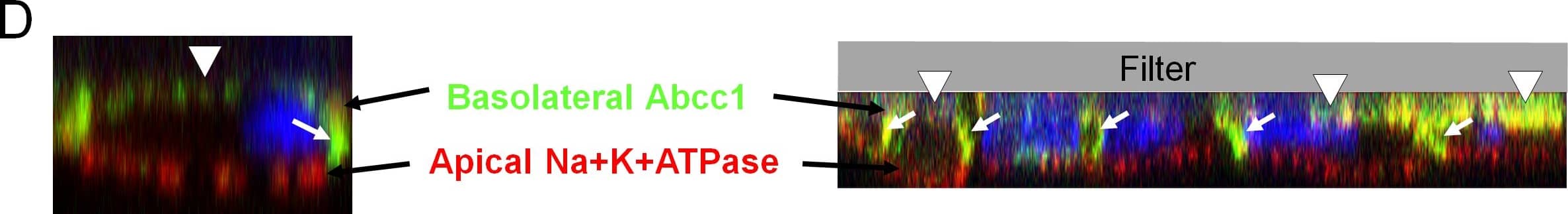 Sodium Potassium ATPase Alpha 1 Antibody (464.6)