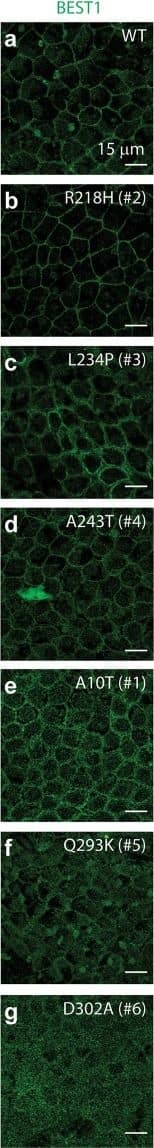 Bestrophin 1 Antibody (E6-6) - BSA Free