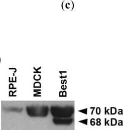 Bestrophin 1 Antibody (E6-6) - BSA Free
