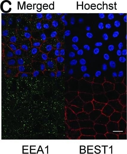 Bestrophin 1 Antibody (E6-6) - BSA Free