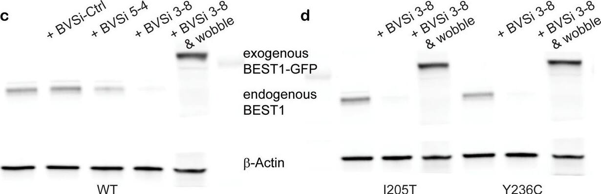 Bestrophin 1 Antibody (E6-6) - BSA Free