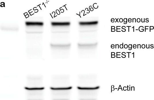Bestrophin 1 Antibody (E6-6) - BSA Free