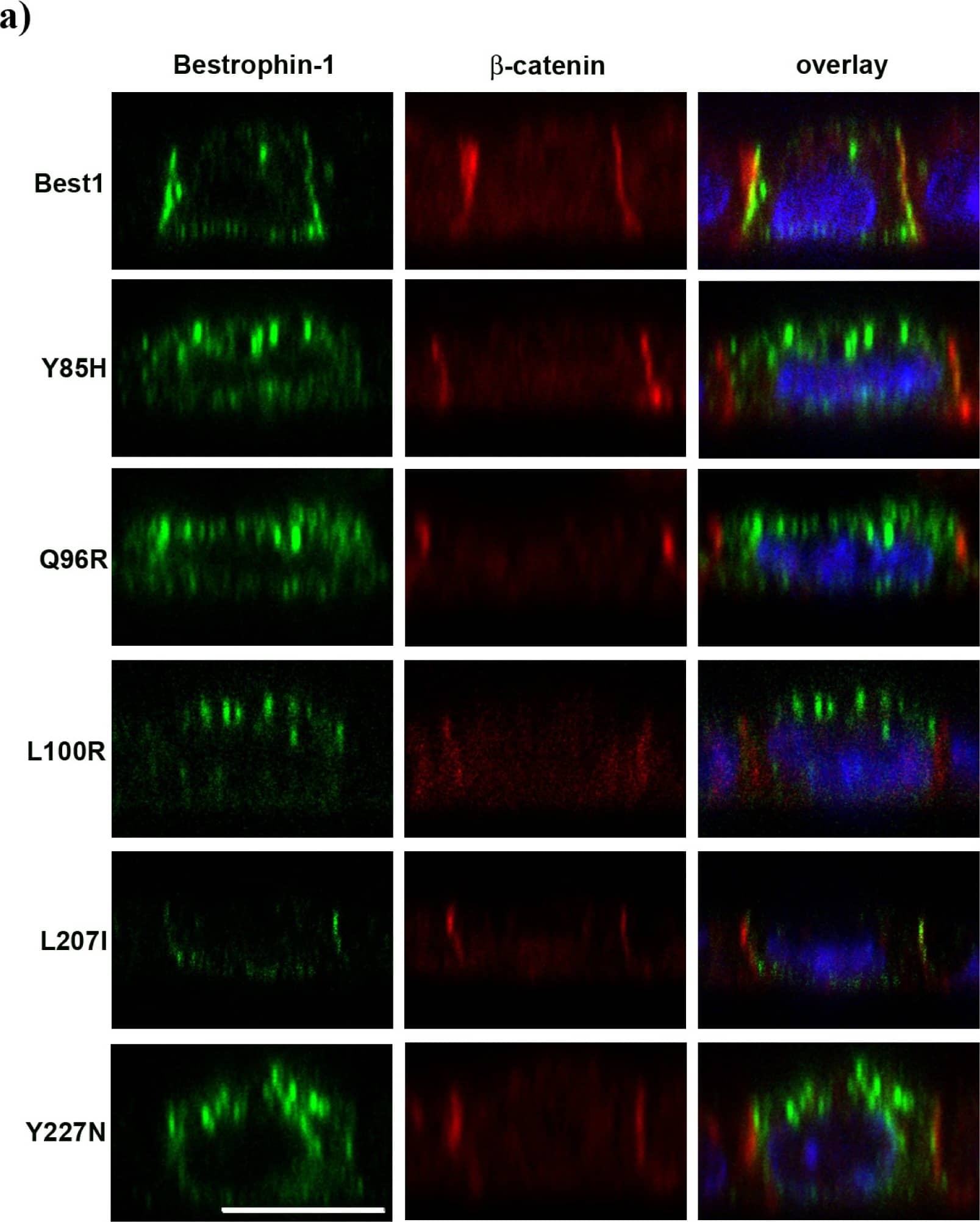 Bestrophin 1 Antibody (E6-6) - BSA Free