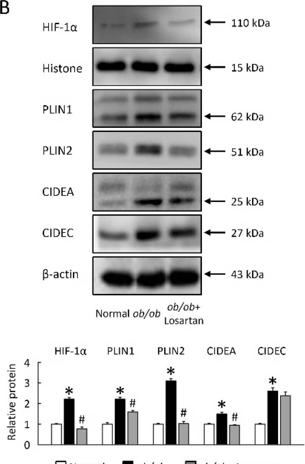CIDEA Antibody - BSA Free
