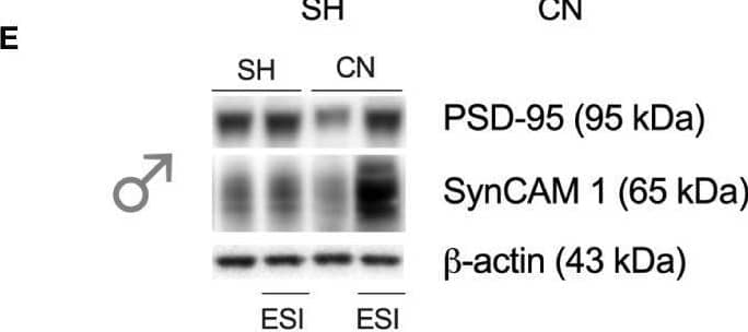 IGSF4A/SynCAM1/CADM1 Antibody - BSA Free