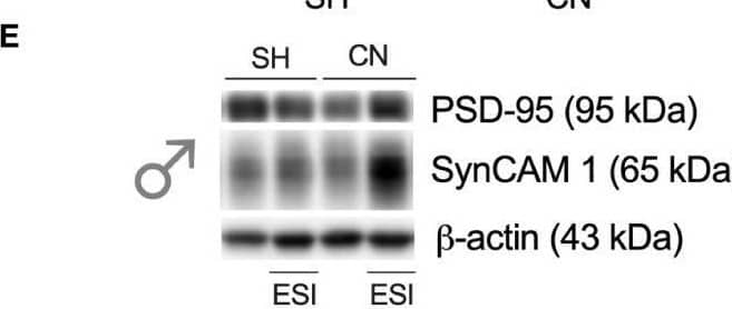 IGSF4A/SynCAM1/CADM1 Antibody - BSA Free
