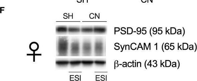 IGSF4A/SynCAM1/CADM1 Antibody - BSA Free