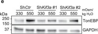 GAPDH Antibody (1D4)
