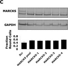 GAPDH Antibody (1D4)