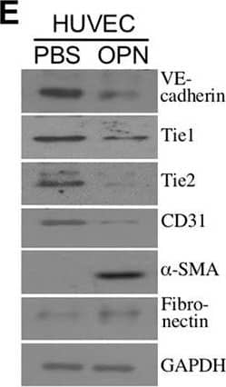 GAPDH Antibody (1D4)