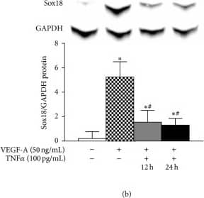 GAPDH Antibody (1D4)