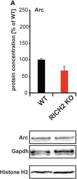 GAPDH Antibody (1D4)