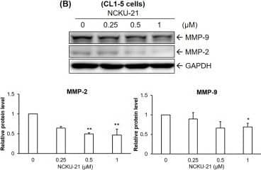 GAPDH Antibody (1D4)