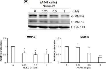 GAPDH Antibody (1D4)