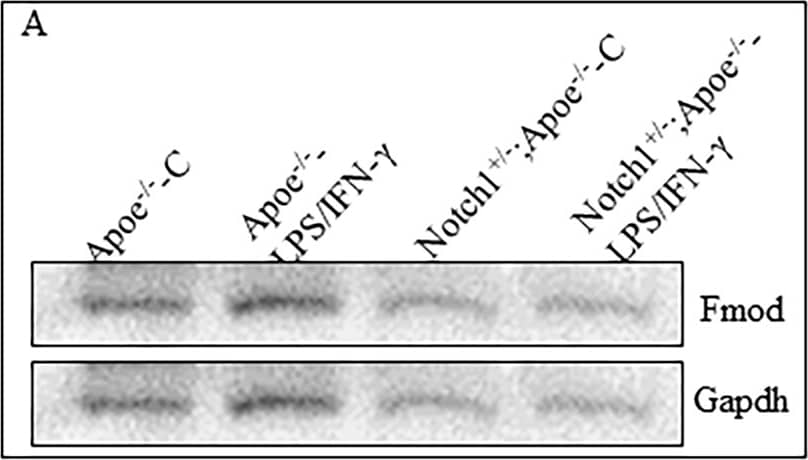 GAPDH Antibody (1D4)