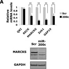 GAPDH Antibody (1D4)
