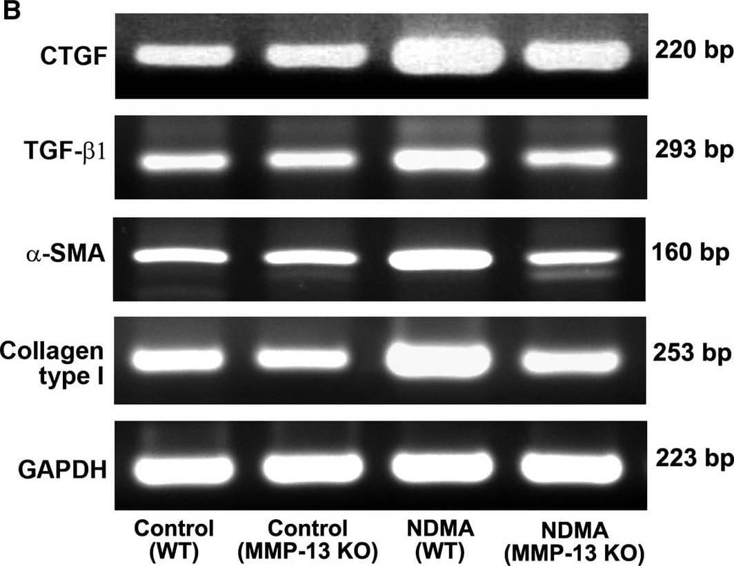 GAPDH Antibody (1D4)