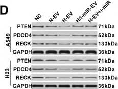 GAPDH Antibody (1D4)