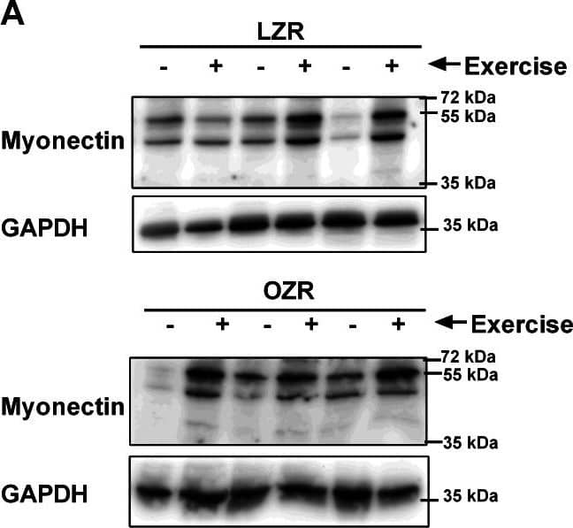 GAPDH Antibody (1D4)