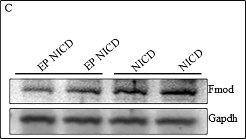 GAPDH Antibody (1D4)