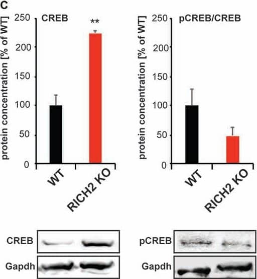 GAPDH Antibody (1D4)