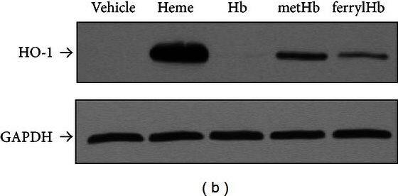GAPDH Antibody (1D4)