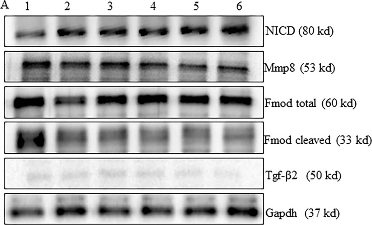 GAPDH Antibody (1D4)