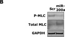 GAPDH Antibody (1D4)