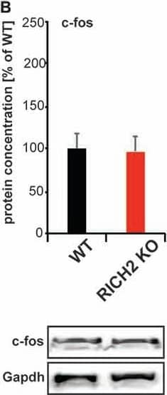 GAPDH Antibody (1D4)